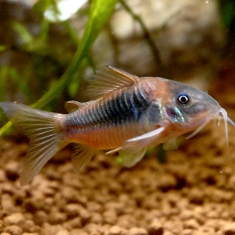 Corydoras aeneus   Pantsermeerval L